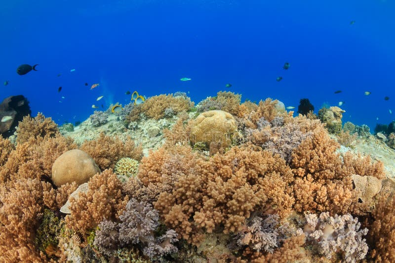 Shallow Water Soft Corals. Gili Air Stock Image - Image of scuba ...