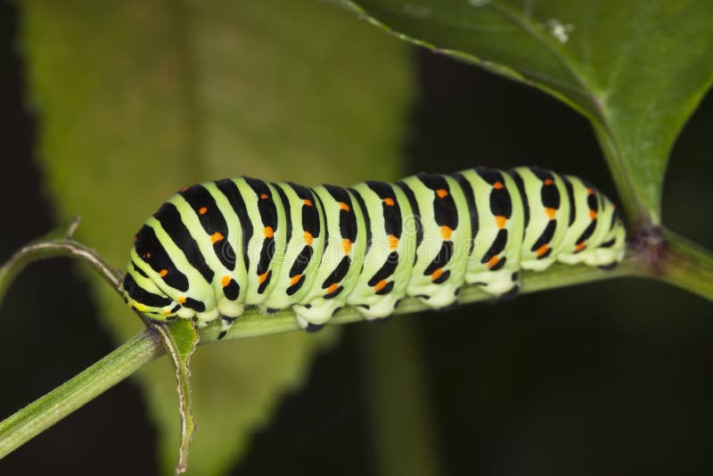 Shallowtail larvae feeding. (Papilio Machaon)