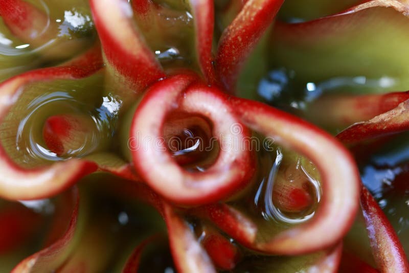 Shampoo Ginger Flower stock afbeelding Shampoo Ginger Flower stock afbeelding