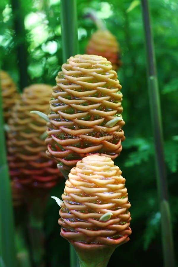 Shampoo Ginger Flower stock image. Image of group, macro 38200013