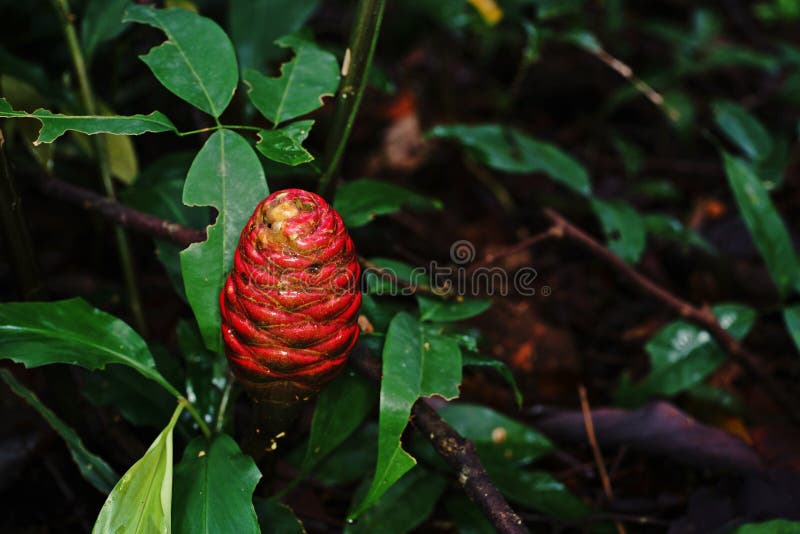 Shampoo Ginger, Wild Ginger Stock Image Image of beautiful, blooming