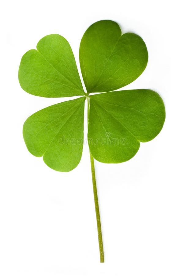 shamrock obrazy stock shamrock obrazy stock