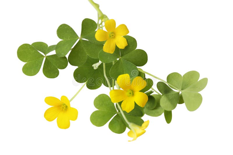 Shamrock oxalis flower and leaves isolated on white