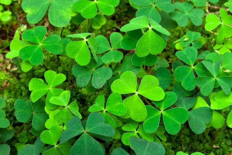 Green shamrock (Oxalis acetosella) background