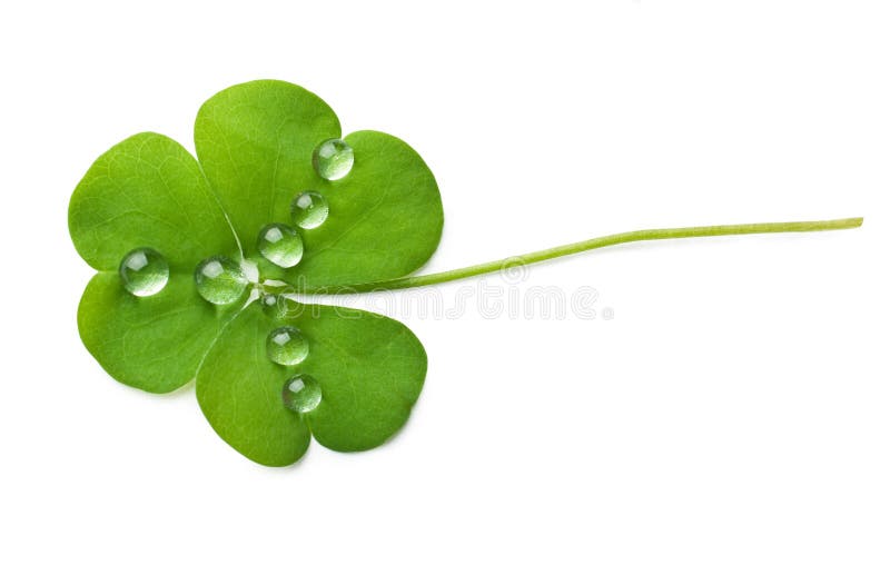 Shamrock leaf with a water droplets