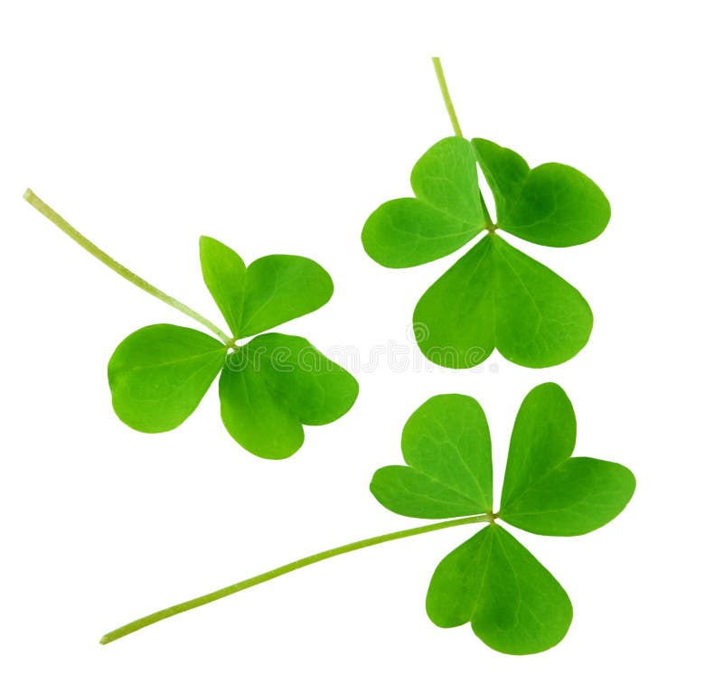 Three shamrock leaves isolated on white background