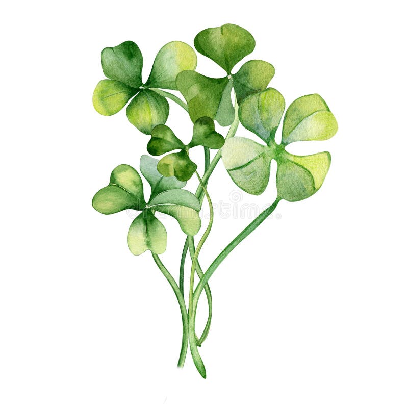 4 Leaf Clover Water Color Images – Browse 3,243 Stock Photos