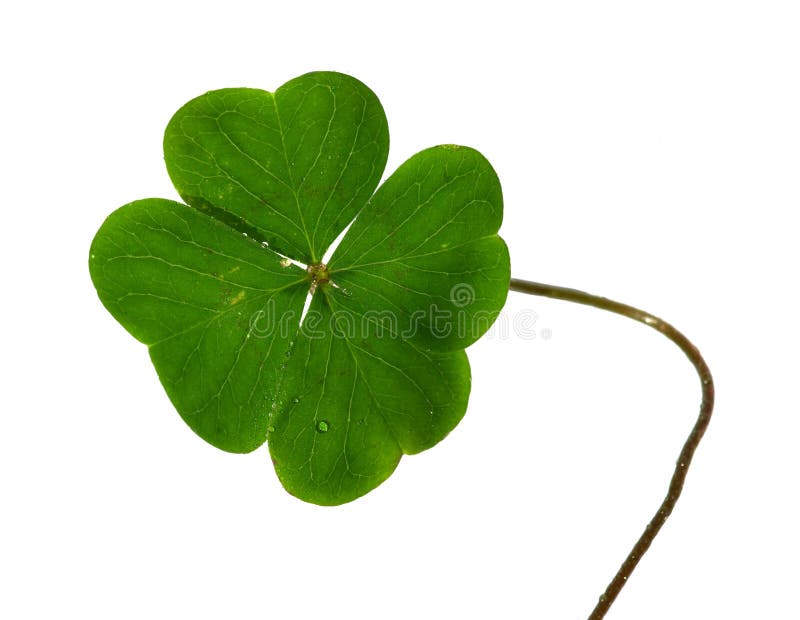 Natural and irregular shamrock, or four leaf clover, and stem isolated over a white background. Natural and irregular shamrock, or four leaf clover, and stem isolated over a white background.