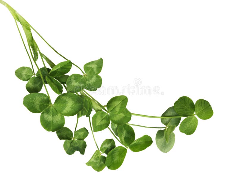 Fresh Shamrock plants isolated on white background