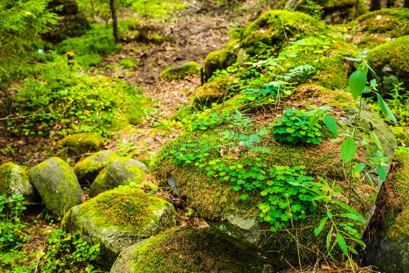 Shamrock On The Rock In Forest Stock Photo Image of natural, concepts