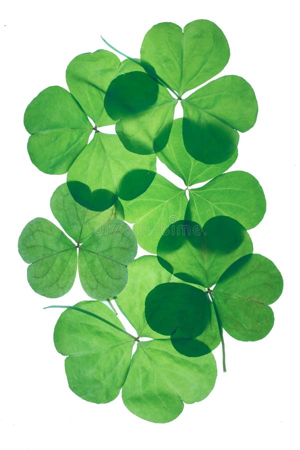 Shamrocks. St.Patricks day