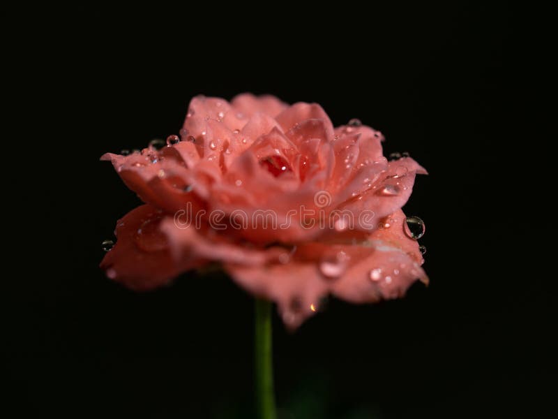 The miniature roses that begin to bloom royalty free stock images