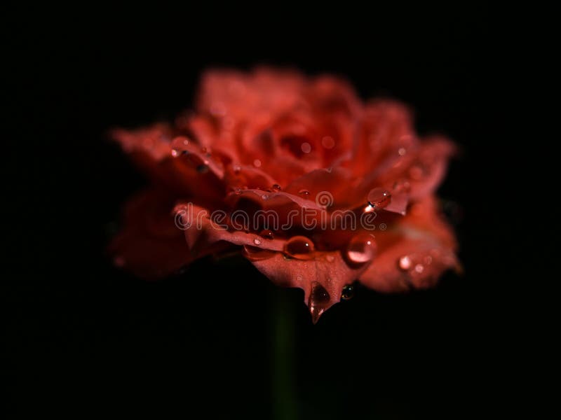 Shape and colors of miniature roses that begin to bloom stock photo