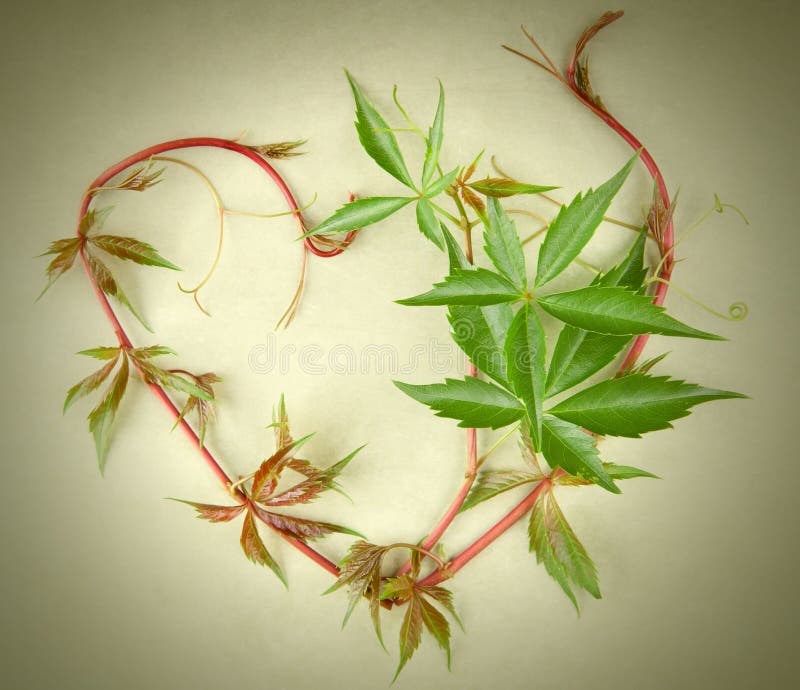 Shape of heart made out of vine stock photos