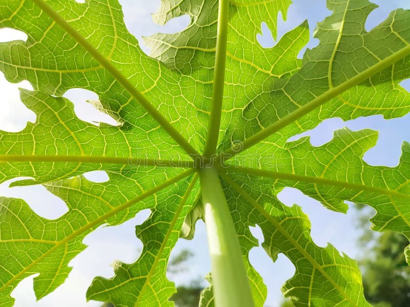 Shape and Structure of Papaya Leaves from a Low Angle Stock Image