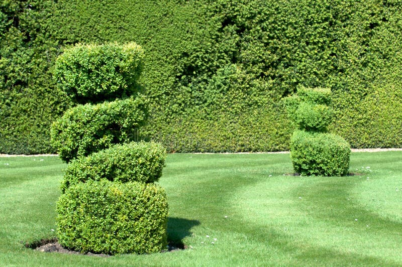 Shaped Hedges on a Nest Lawn Stock Photo Image of formal, plant 71201228