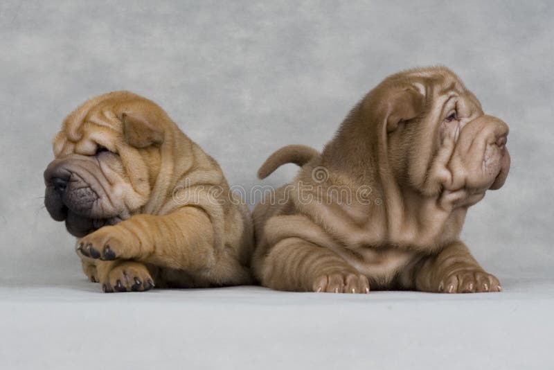 Shar-pei