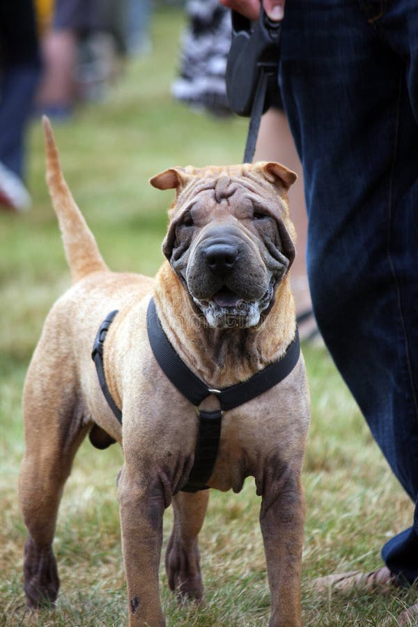 shar pei harness