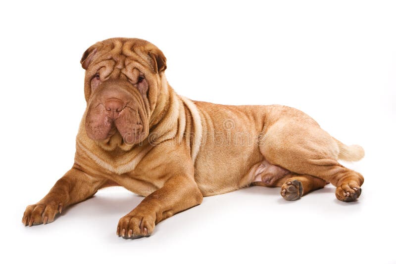 Shar pei