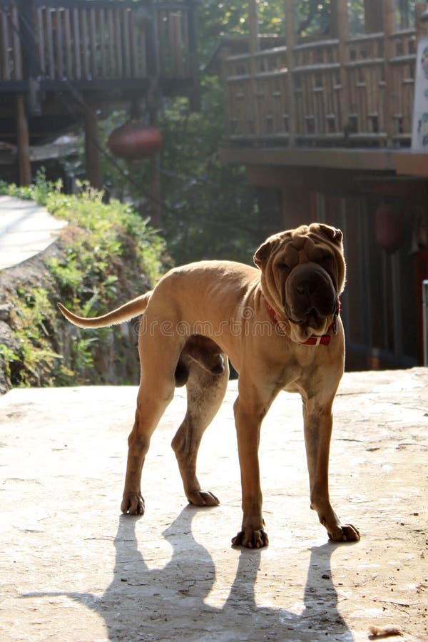 Shar pei dog