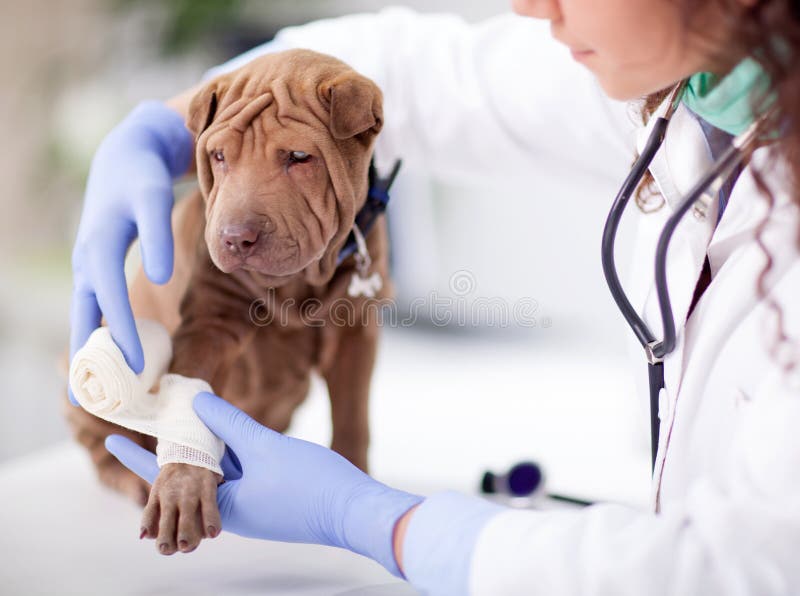 Il cane ottenere bendare dopo infortunio sul suo gamba.