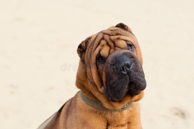 Shar Pei Dog on the on a City River Beach in Warm Weather Stock - Image of muzzle, hund: 218690818