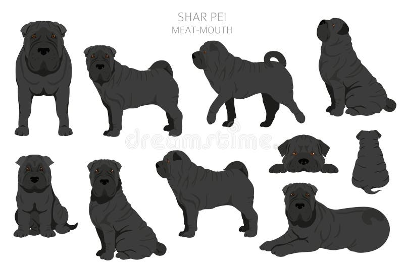 Shar Pei modern meat mouth clipart. Different poses, coat colors set