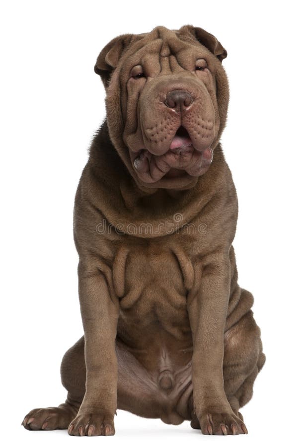 Shar Pei puppy, 5 months old, sitting