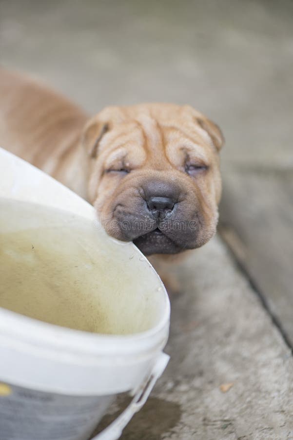 Shar Pei puppy stock photo. Image of love, nose, food 73267126