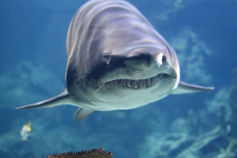 Da squalo visualizzato affilato denti.