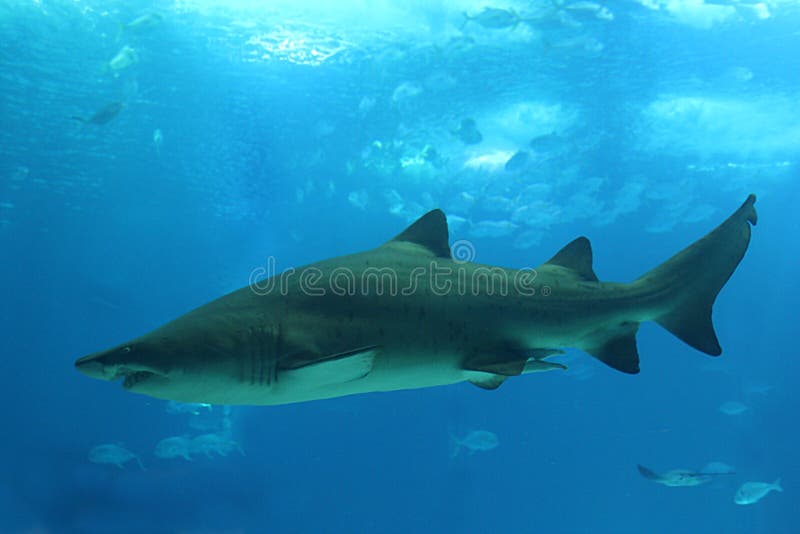 Shark. In Lisbon Oceanarium Shark. In Lisbon Oceanarium