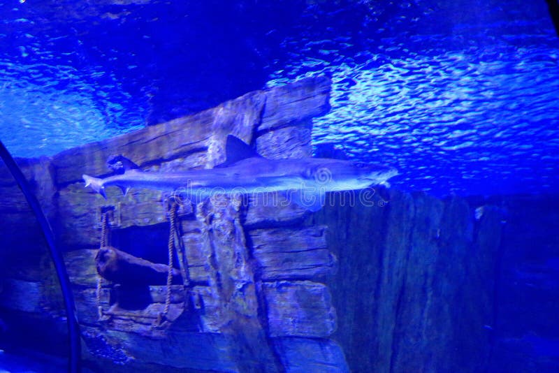 Shark at Antalya Aquarium in Turkey Editorial Stock Image Image of nature, antalya 252840514