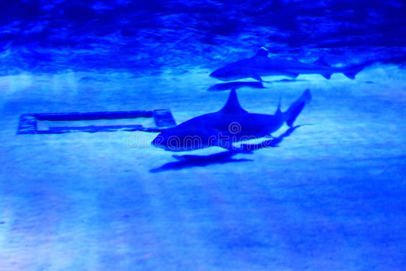 Shark at Antalya Aquarium in Turkey Stock Photo Image of shark, danger 253746162