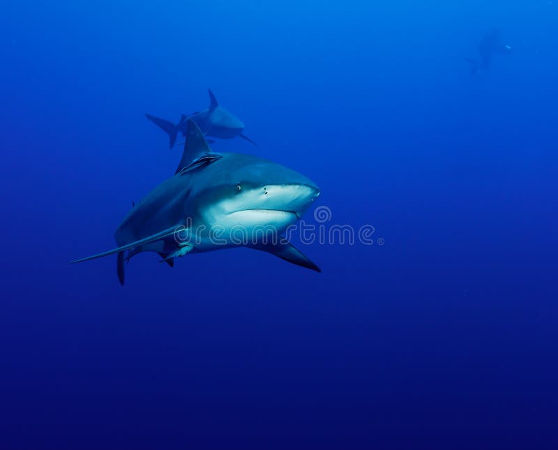 Shark approach stock photo. Image of shots, underwater - 21463192