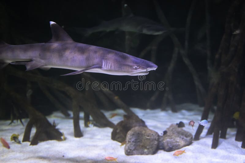 Shark in aquarium stock photo. Image of swim, predator - 519790