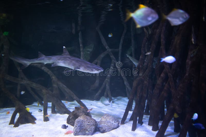 The Shark in a Big Aquarium Stock Photo - Image of school, design