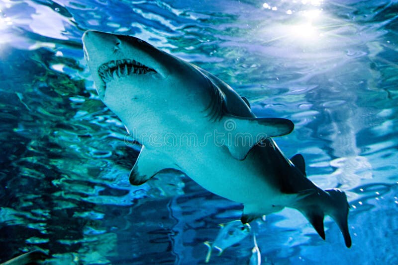 Shark in aquarium stock photo. Image of swim, predator - 519790