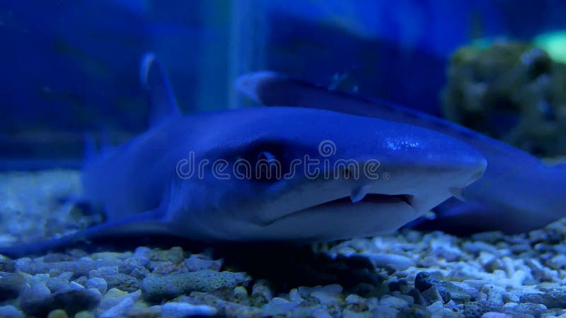 The Shark in a Big Aquarium Stock Photo - Image of school, design