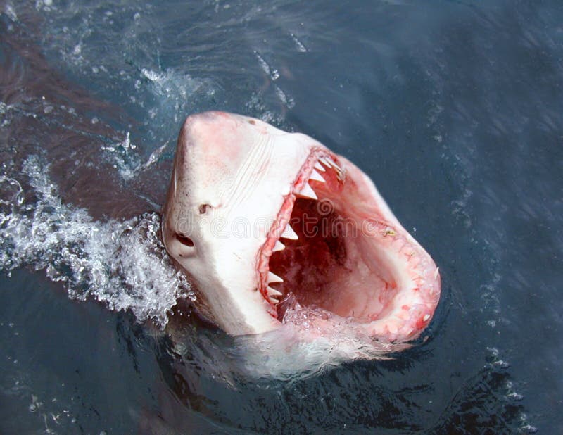 Un grande squalo bianco che salta fuori dell'acqua per attaccare la sua preda.