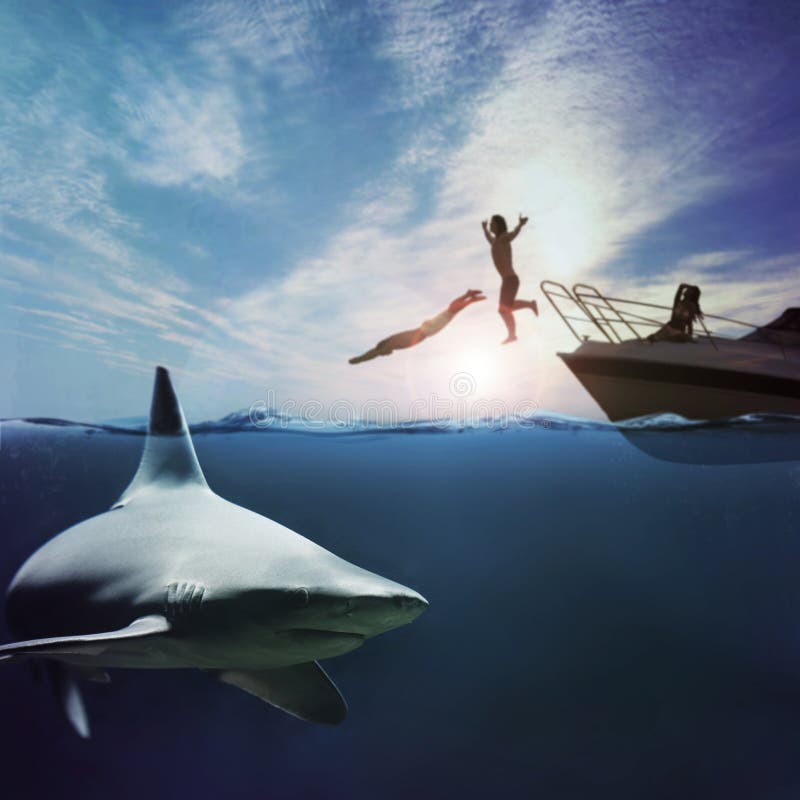 3,900+ Shark Attack Stock Photos, Pictures & Royalty-Free Images