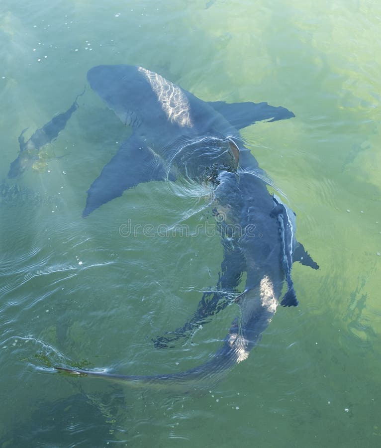 Marine Life Barnacles Attached To Rocks. Stock Photo Image of north