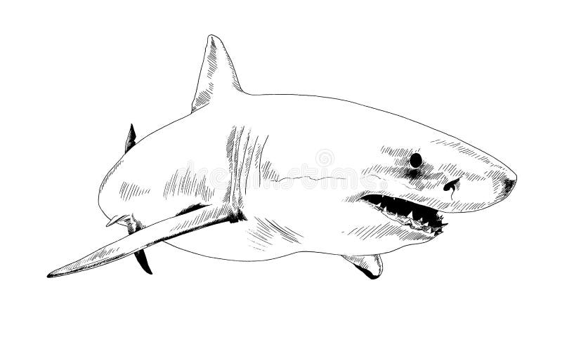 A Shark Drawn In Ink With Jaws Attacking Stock Vector - Illustration of ...