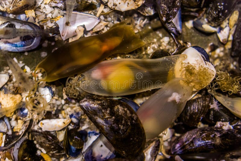 379 Fish Hatching Eggs Stock Photos - Free & Royalty-Free Stock Photos from  Dreamstime