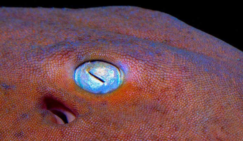 Shark eye with pink skin in aquarium. Shark whitetip stock images, royalty-free photos and pictures