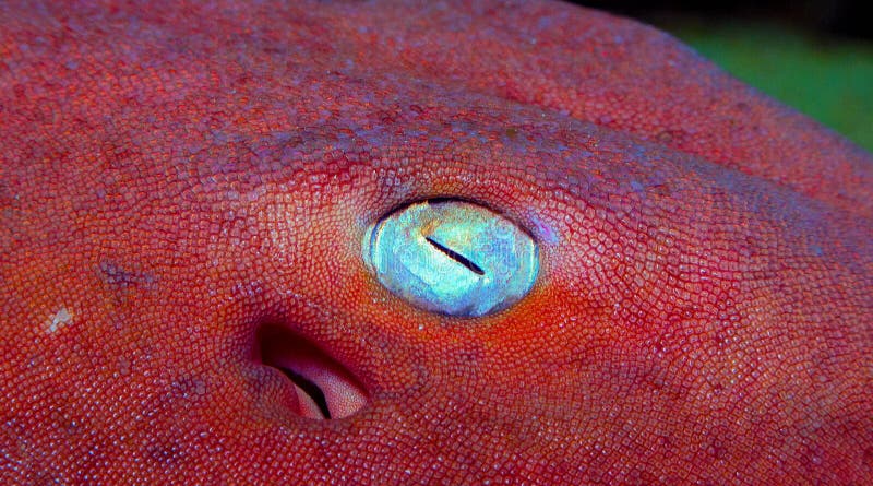 Shark eye with pink skin in aquarium. Shark whitetip stock images, royalty-free photos and pictures