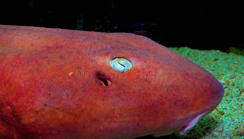 Shark eye with pink skin in aquarium. Shark whitetip stock images, royalty-free photos and pictures