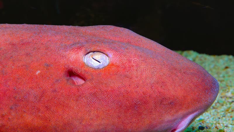 Shark eye with pink skin in aquarium. Shark whitetip stock images, royalty-free photos and pictures
