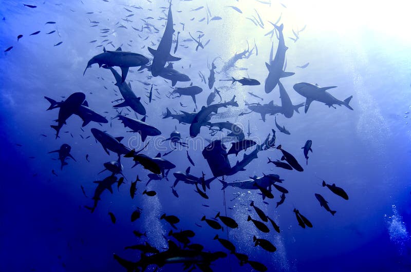 Shark feeding frenzy