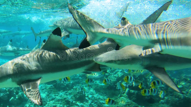 Shark feeding frenzy - Blacktip Reef Sharks swimming in tropical coral reef in French Polynesia Tahiti in coral reef