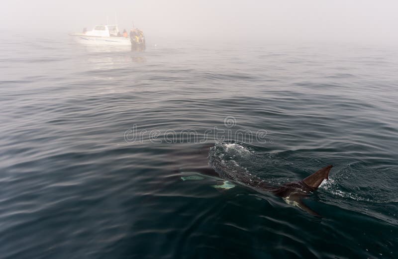 Shark fin above water